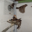 Mlad� odchovy zeber,ch�vek a astrild�