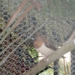 Ch�vka japonsk�